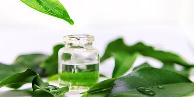Znáte účinky tea tree oil?